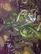 Asian Braised Mushrooms Bok Choy and Tofu